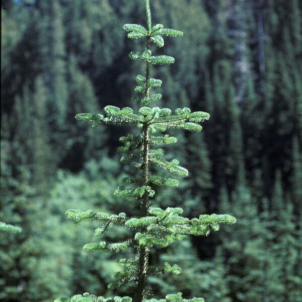 Abies lasiocarpa Kora