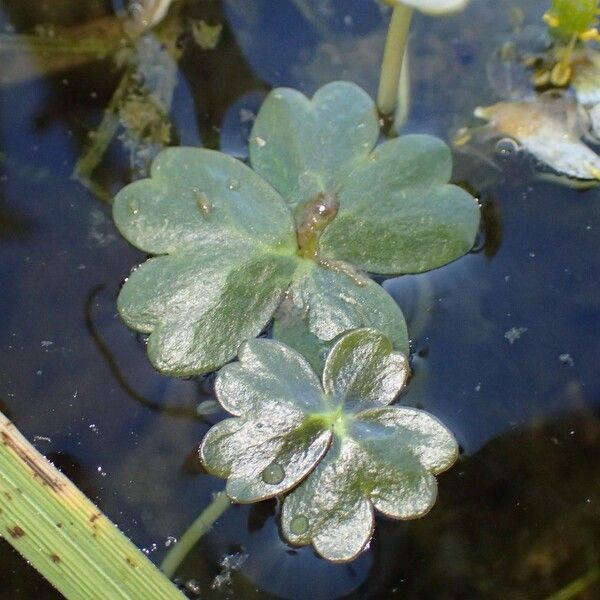 Ranunculus peltatus Habit