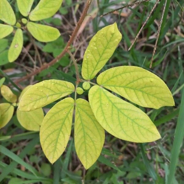 Senna obtusifolia 葉