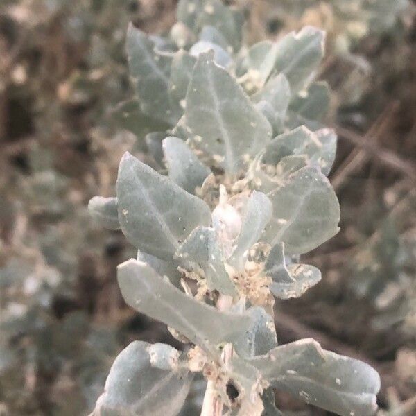 Atriplex halimus Levél