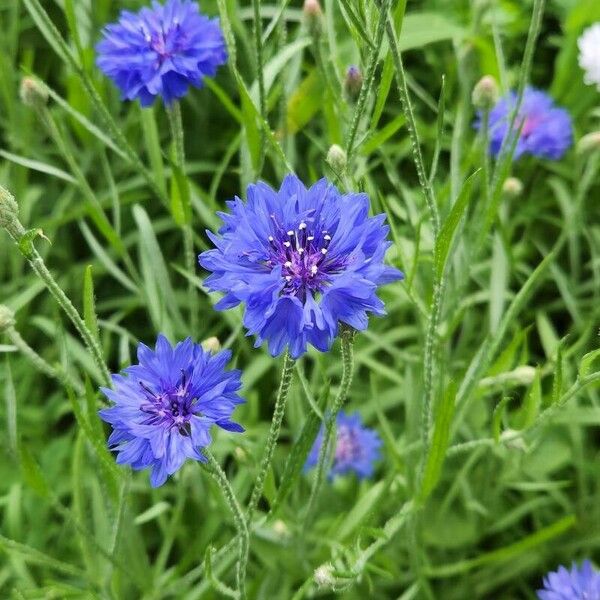 Cyanus segetum Flor