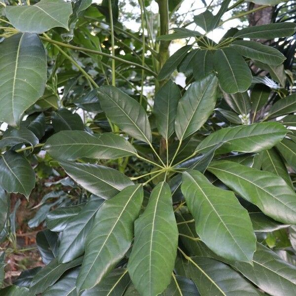 Schefflera actinophylla Blatt