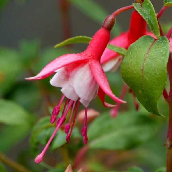 Fuchsia magellanica Flower