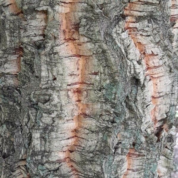 Quercus suber Bark