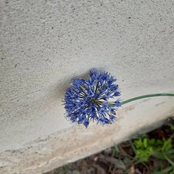 Allium caeruleum फूल