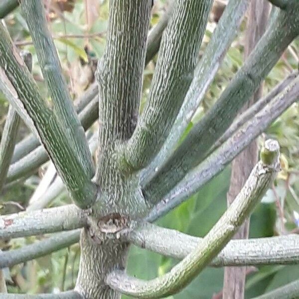 Euphorbia tirucalli Bark