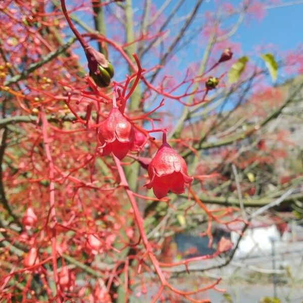 Brachychiton acerifolius ᱥᱟᱠᱟᱢ