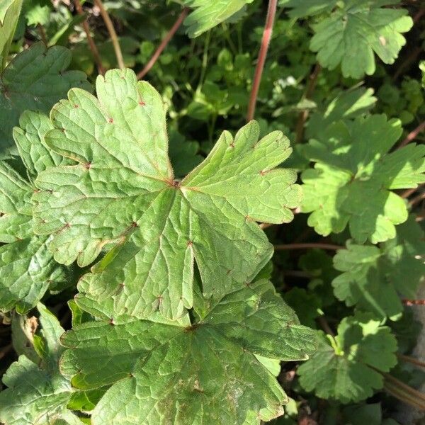 Geranium rotundifolium Leaf