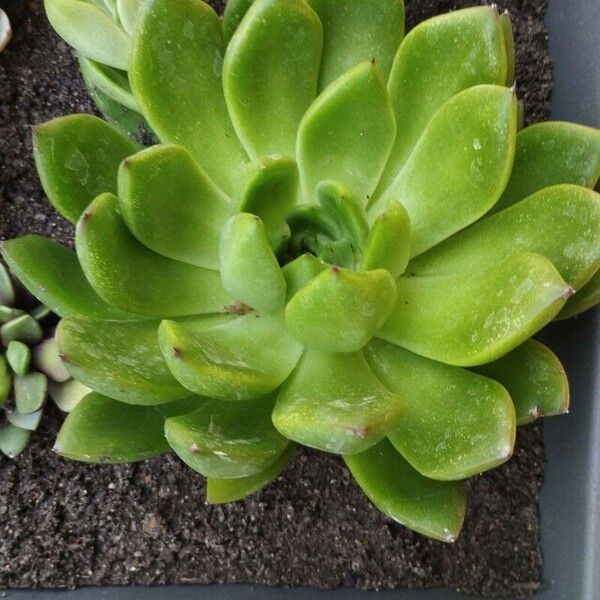 Echeveria agavoides List