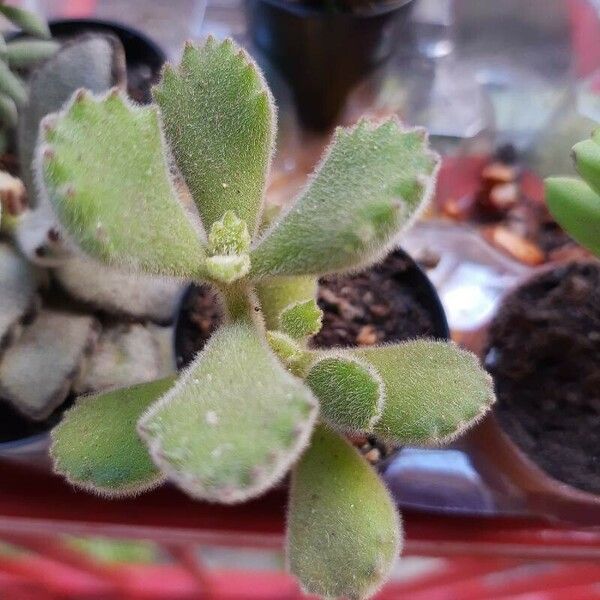 Cotyledon tomentosa Φύλλο