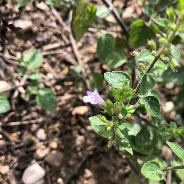 Clinopodium menthifolium Цветок