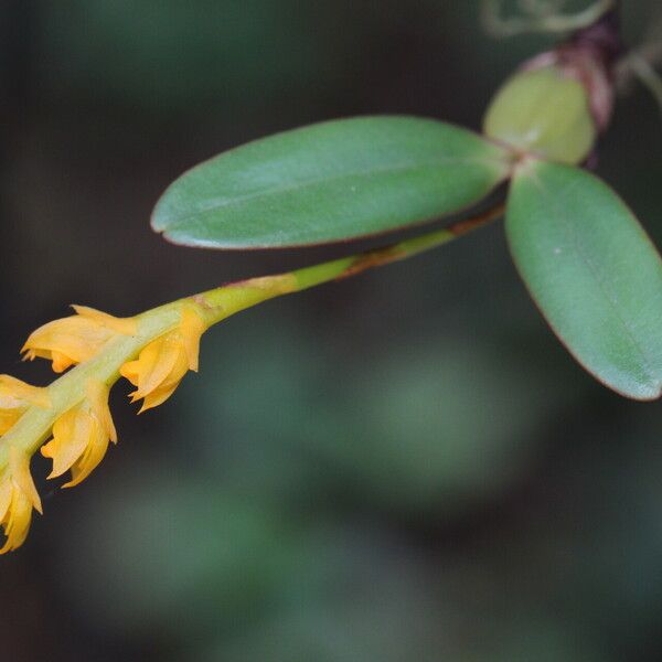 Bulbophyllum fuscum Habitat