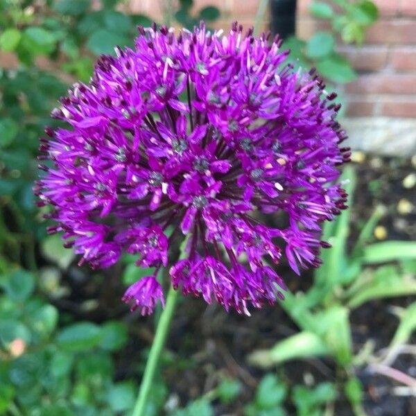 Allium ampeloprasum Цвят