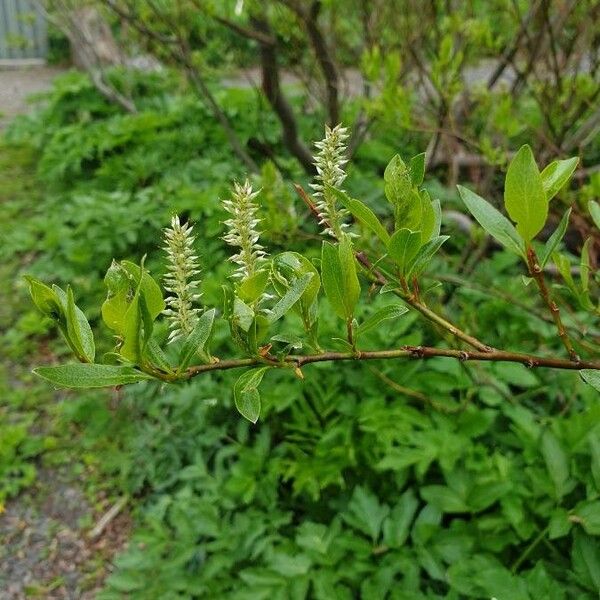 Salix hastata Blomma