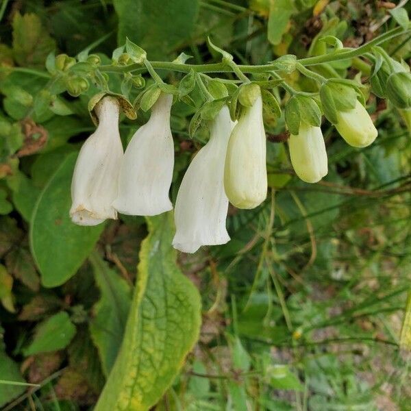 Digitalis grandiflora Kwiat