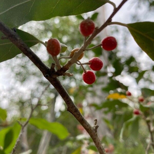 Elaeagnus umbellata ഫലം