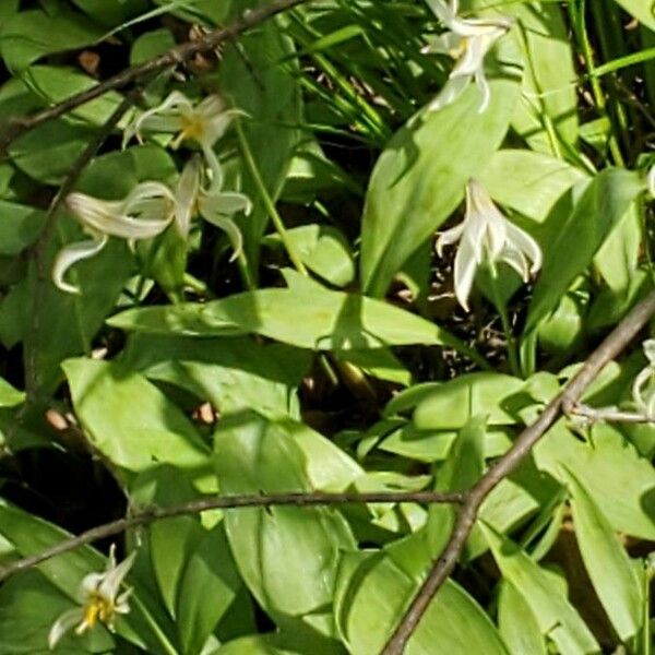 Erythronium oregonum Λουλούδι