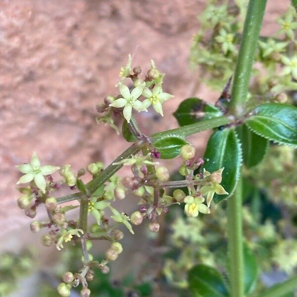 Rubia peregrina Floare