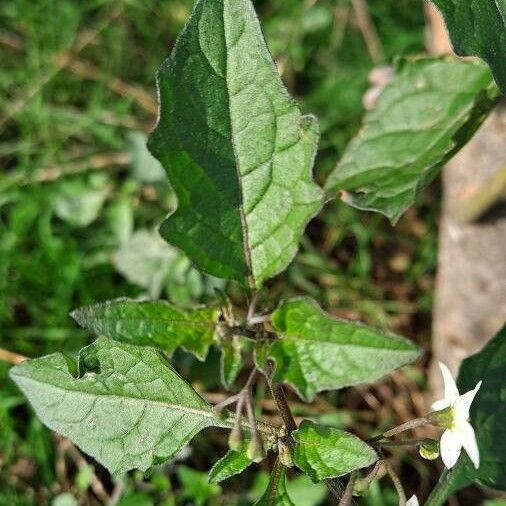 Solanum nigrum Frunză