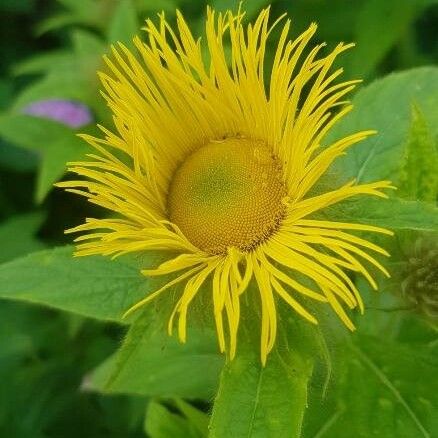 Inula helenium Kukka