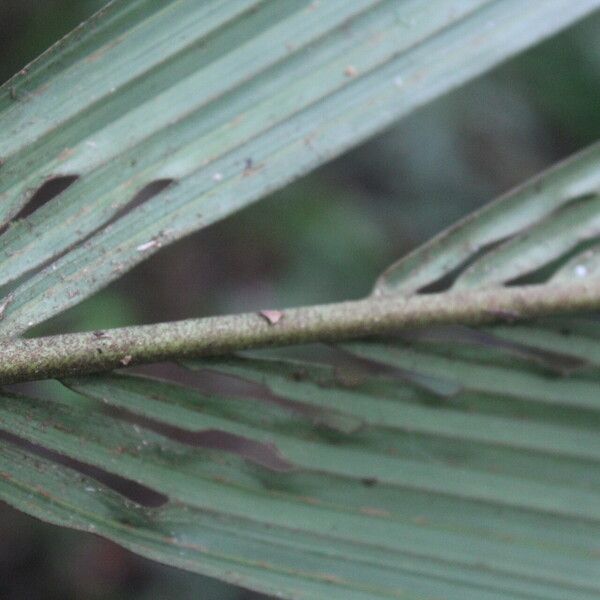 Reinhardtia latisecta Frucht