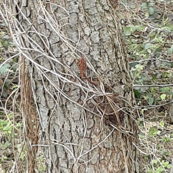 Alnus incana Bark