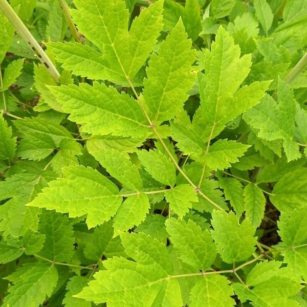 Actaea racemosa Yaprak