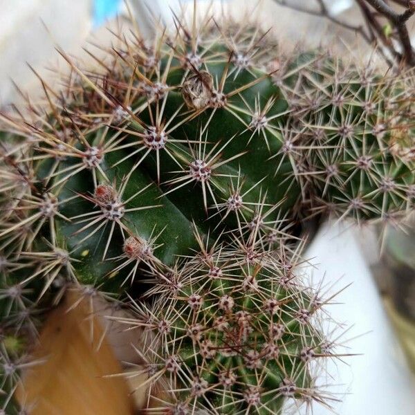 Echinopsis eyriesii 葉