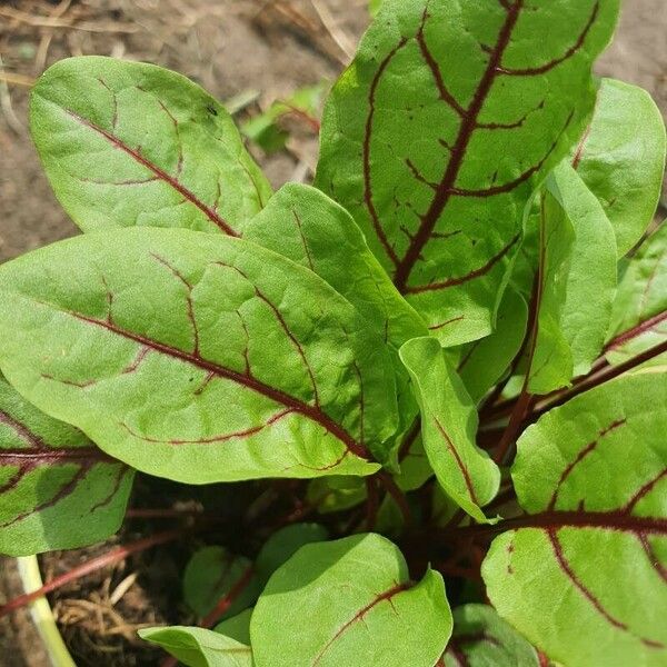 Rumex rugosus Leaf