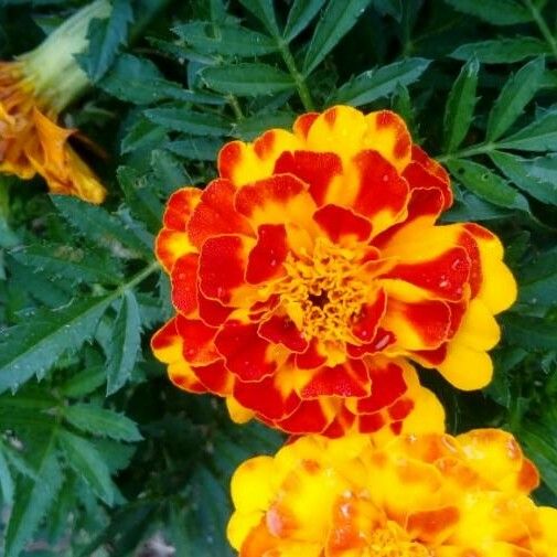 Tagetes patula Bloem