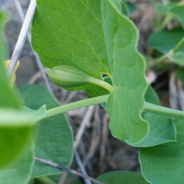 Aristolochia paucinervis Leaf