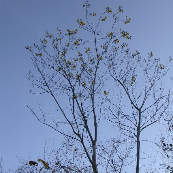 Cochlospermum vitifolium Habit