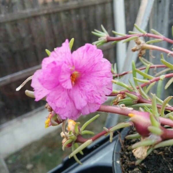 Portulaca grandiflora Blomma