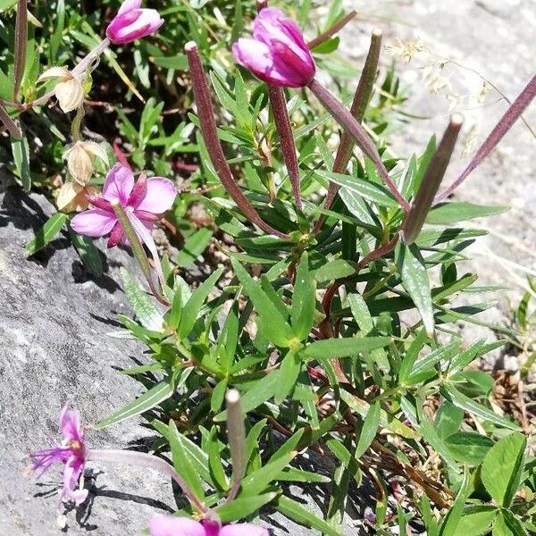 Epilobium dodonaei Habitus