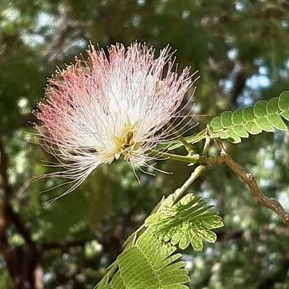 Albizia julibrissin Flower