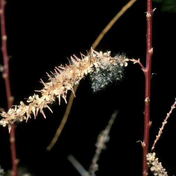 Tamarix chinensis ফুল