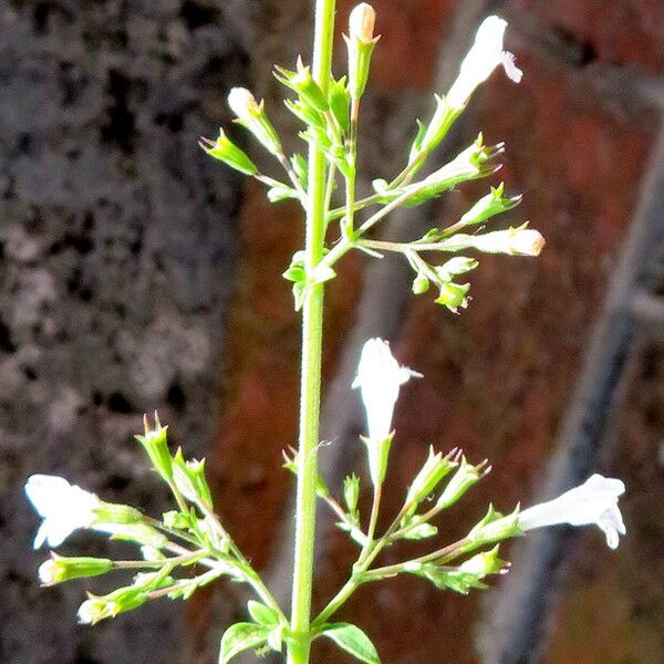 Clinopodium nepeta Vekstform