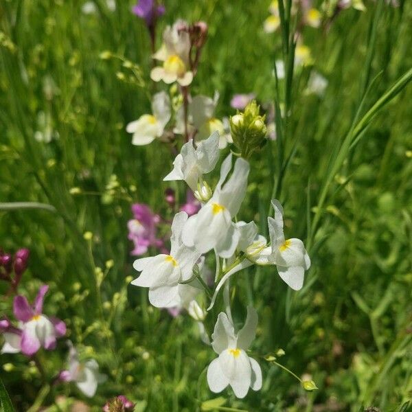 Linaria maroccana Flor