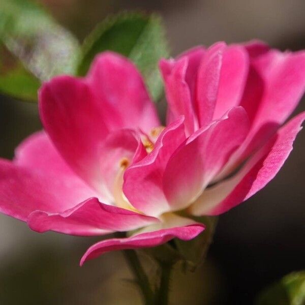 Rosa rubiginosa Other