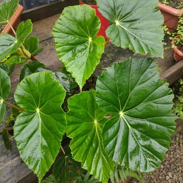 Begonia minor Leaf