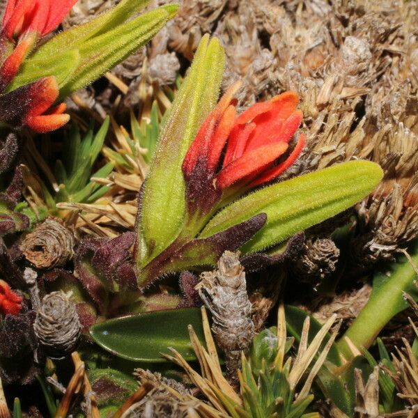 Castilleja pumila Övriga