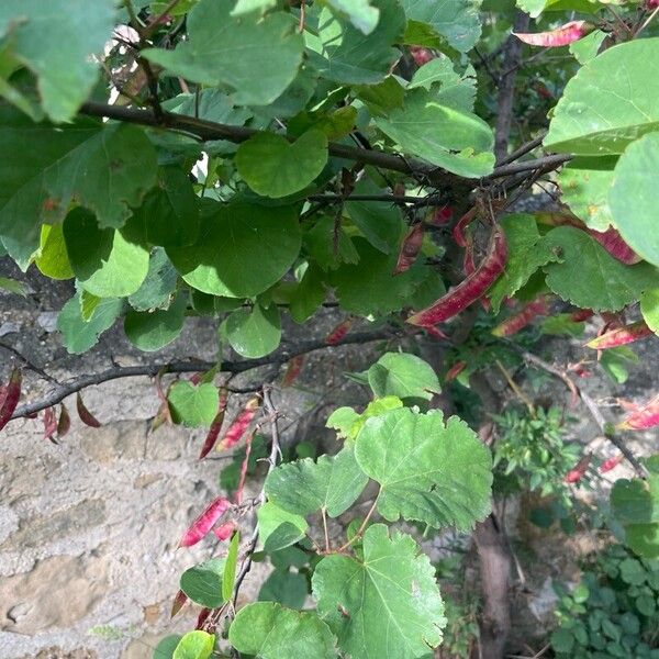 Cercis griffithii 葉