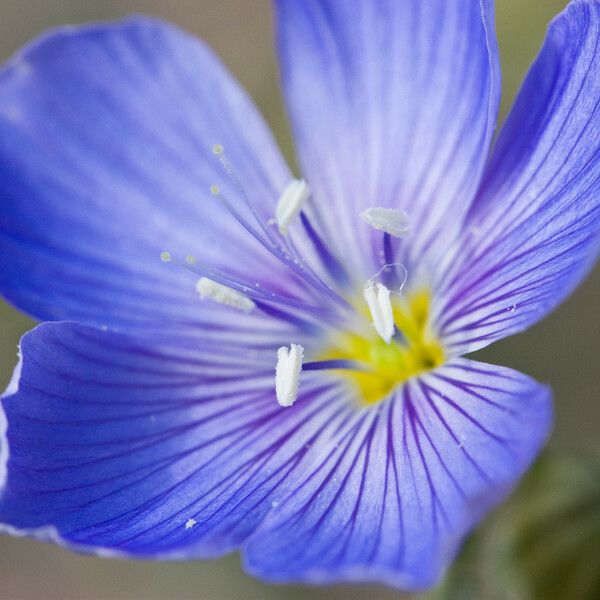 Linum lewisii Flors