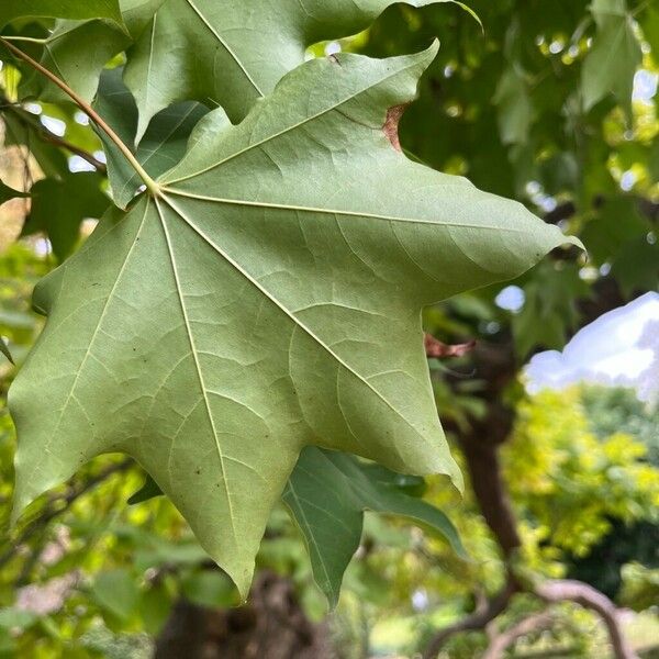 Acer cappadocicum Hoja