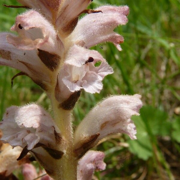 Orobanche caryophyllacea Цветок