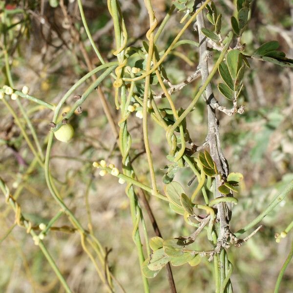 Cassytha filiformis Gyümölcs