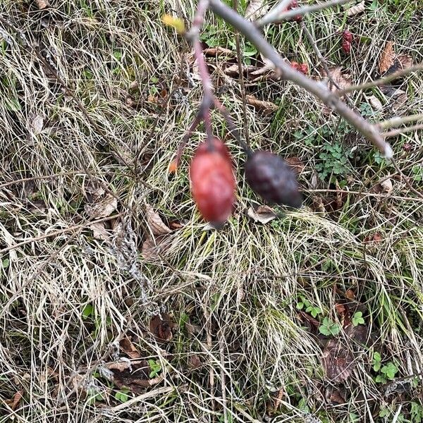 Rosa canina Frucht