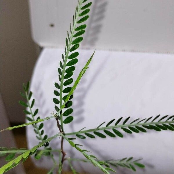 Parkinsonia aculeata Leaf