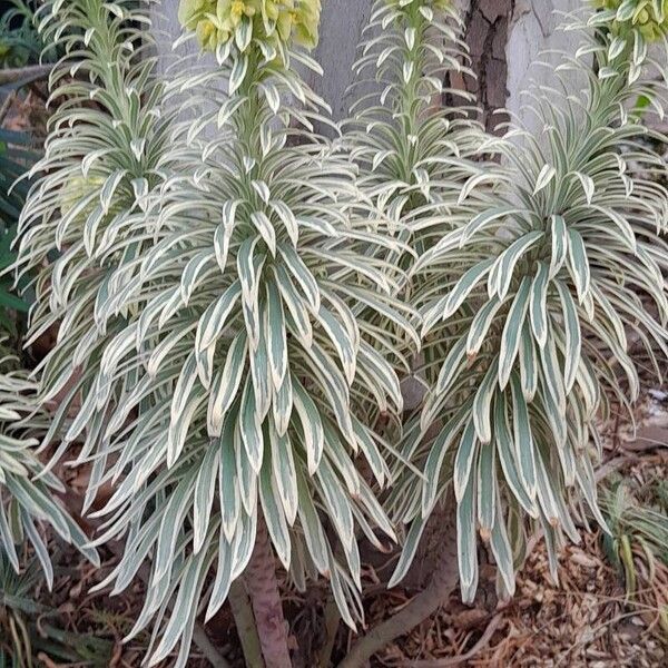 Euphorbia characias Plante entière