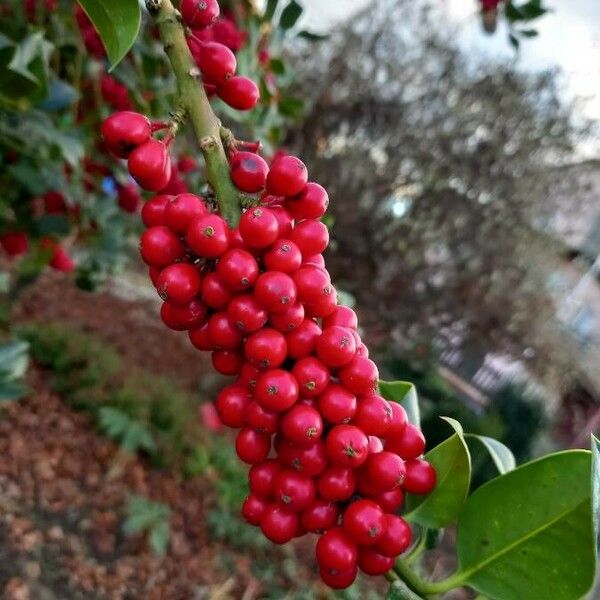 Ilex aquifolium Fruit